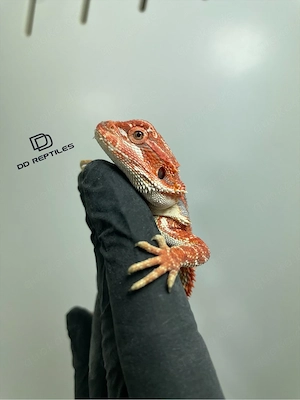 Bartagamen Weibchen (Pogona vitticeps) red Hypo high blue Tiger Bild 3