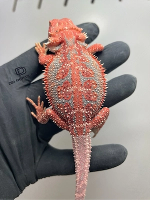 Bartagamen Weibchen (Pogona vitticeps) red Hypo Dunner high blue Tiger Bild 3