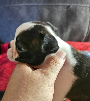 Hunde hunde hunde hunde 