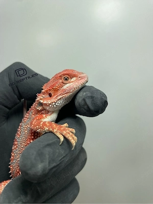 Bartagamen Weibchen (Pogona vitticeps) red Hypo Dunner high blue Tiger Bild 4