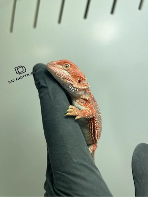 Bartagamen Weibchen (Pogona vitticeps) red Hypo Dunner high blue Tiger Bild 5