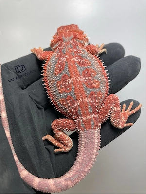 Bartagamen Weibchen (Pogona vitticeps) red Hypo Dunner high blue Tiger Bild 2