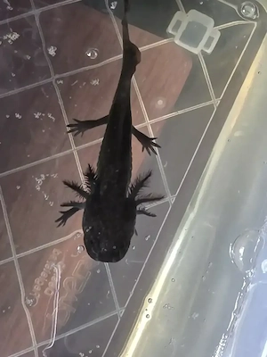 Axolotl abzugeben 