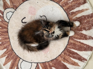 MaineCoon Kätzchen sucht Dosenöffner