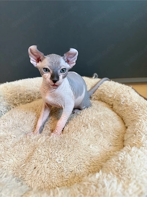 Sphynx Elf Kitten