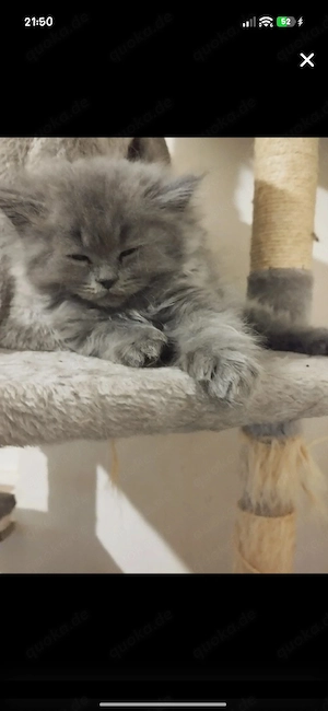 Wundervolle BKH-Perser Kitten suchen ein liebevolles Zuhause   