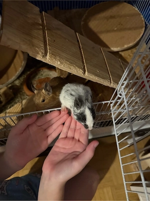 Degu Brüderpärchen