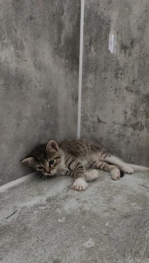 Süße Babykatzen abzugeben 