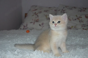Süße BKH Golden und Blue Golden Shaded Babykatzen - entwurmt und geimpft