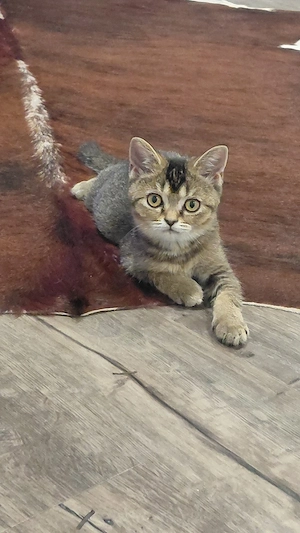 Sofort abgabebereit   Britisch Kurzhaar (BKH) Katzenmädchen in Golden Tabby suchen ein liebevolles Z