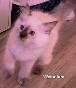 Radoll Kitten sind auszugsbereit