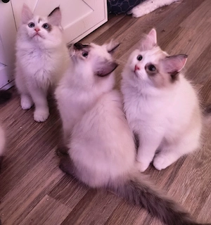 Radoll Kitten sind auszugsbereit