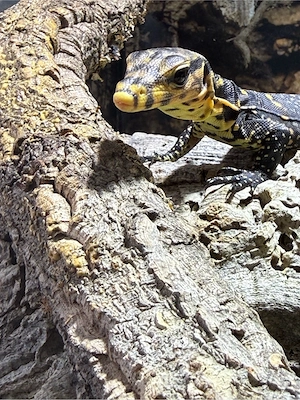 Varanus Cumingi DNZ 07 2026