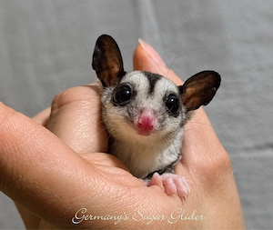 Sugar glider Jungtiere 