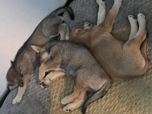 Border Collie- Husky- Schäferhund Mischlinge suchen das zu Hause für immer