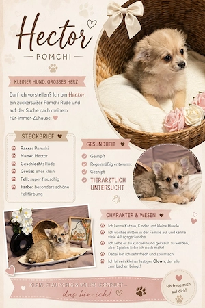 wunderschöne Pomchi Rüden 