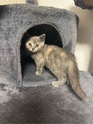 Bkh kitten