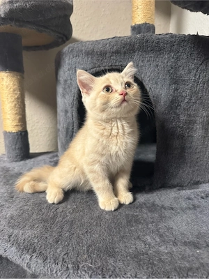 Bkh kitten abzugeben