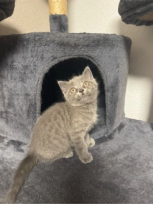 Bkh Kitten abzugeben