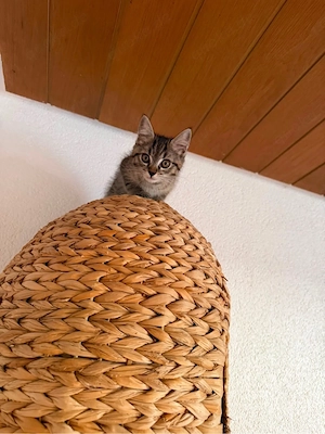 Notfall   Katzen zu verschenken! Wer morgen kommt, bekommt sie kostenlos 