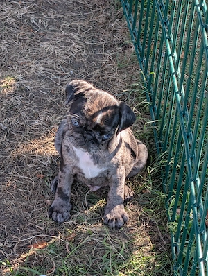 Mops Welpen ab Mitte August zu verkaufen.