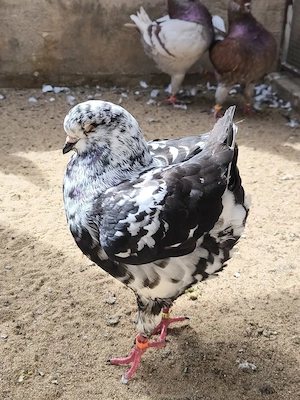 King Tauben 