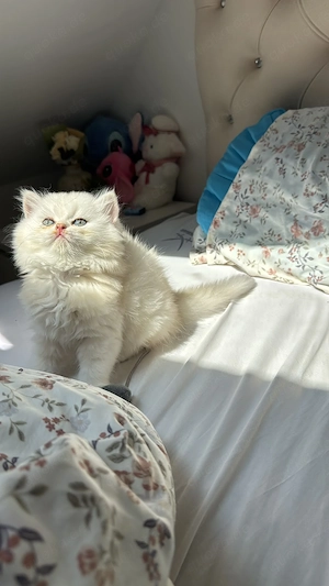 Biritsch Langhaar kitten