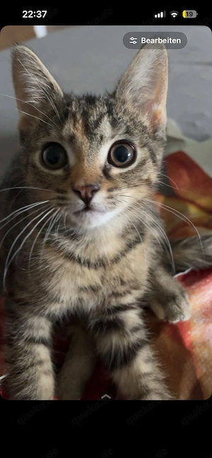 Kitten abzugeben ab sofort  Es ist nur noch eine da !!