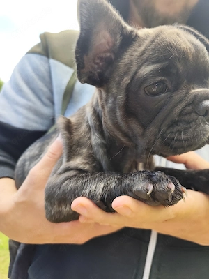 Hübsche gesunde Frenchy Bulldoggen  Bild 6