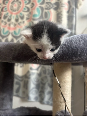 1 süsses Kittten sucht noch ein  liebevolles Zuhause 