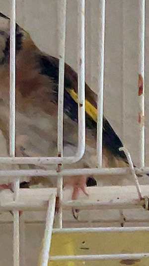 stiglitz parva 
