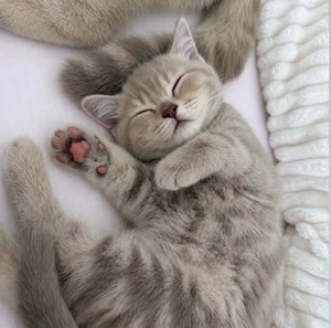     Wunderschönes Britisch Kurzhaar Kitten sucht liebevolles Zuhause   
