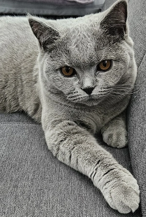 BKH Deckkater Blutgruppen B