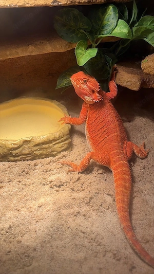 Bartagame Fire Red 