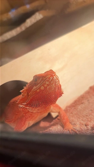 Bartagame Fire Red 