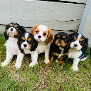 Wunderschöne Cavalier King cHarles Spaniel Welpen suchen ein liebevolles Zuhause