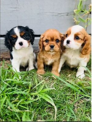 Wunderschöne Cavalier king charles cavapoo welpen