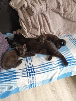 katzenbaby 