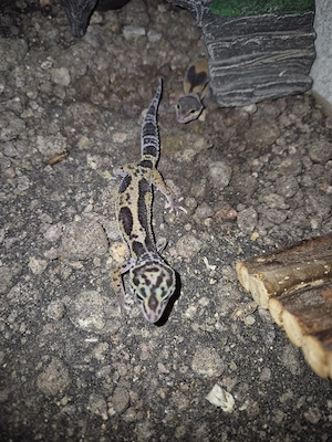leopardgeckos auf weiblich 