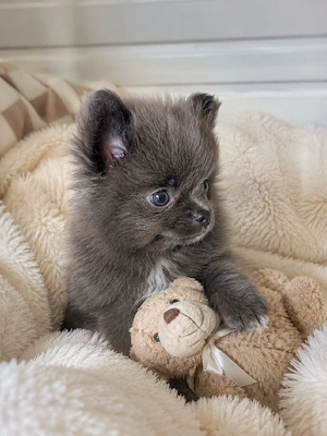 Chihuahua 