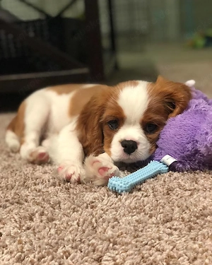 Cavalier King Charles Spaniel Hündin sucht ein neues Zuhause