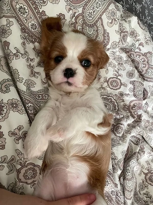 Cavalier King Charles Spaniel Hündin sucht ein neues Zuhause