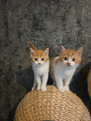 BKH Britisch Kurzhaar Kitten Anfang September 