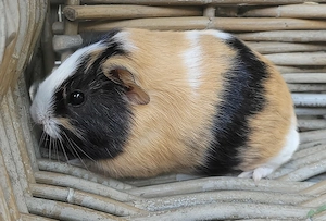 Traumhaftes Meerschweinchen Mädchen sucht Zuhause 