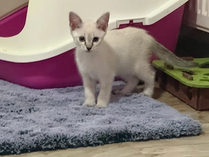 Siam kätzechen nur mädchen 