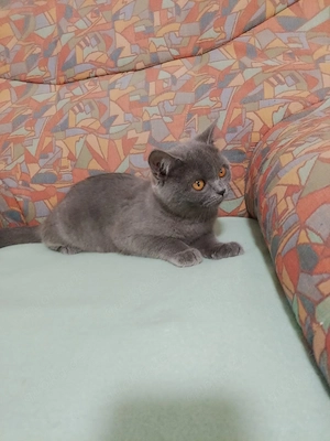 Britische Kurzhaar Kater (4 Monate alt)