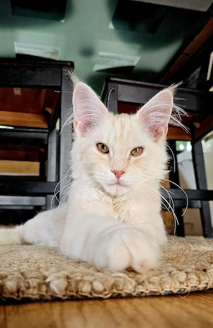 Maine Coon - Red tabby silver (labogen test vorhanden) 