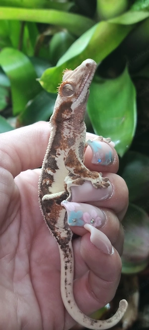 Wunderschönes Lilly White Kronengecko Männchen abzugeben (Crested Gecko)