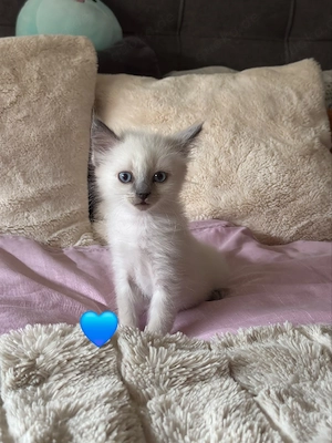 Kitten Heilige Birma 