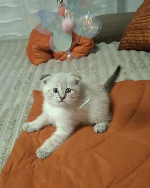 BKH Mix  Kitten. 